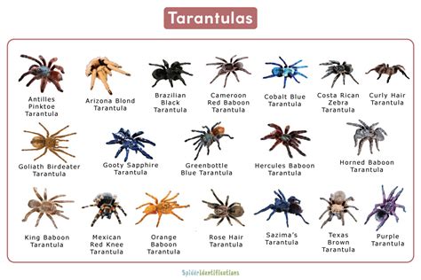 All Tarantulas .